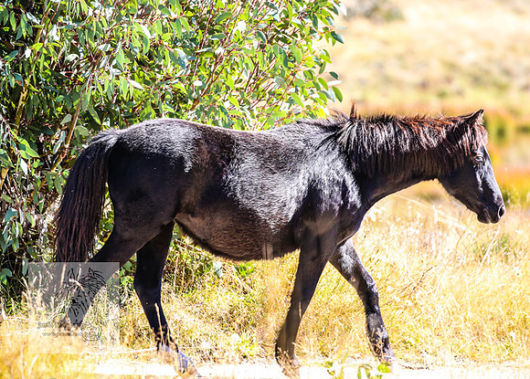 BrumbiesAnzacWeekend_0080