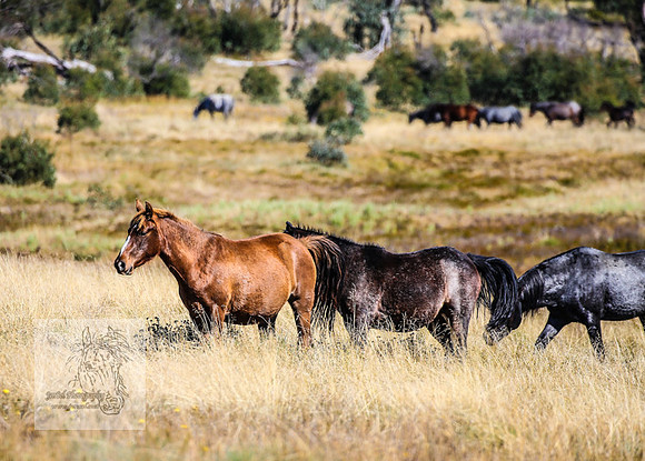 BrumbiesAnzacWeekend_0060