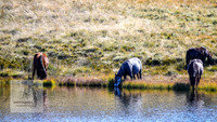 BrumbiesAnzacWeekend_0233