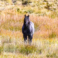 BrumbiesAnzacWeekend_0139