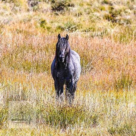 BrumbiesAnzacWeekend_0139