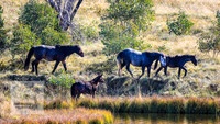 BrumbiesAnzacWeekend_0223