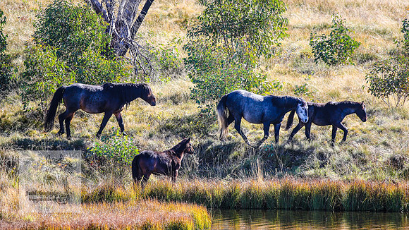 BrumbiesAnzacWeekend_0223