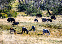 BrumbiesAnzacWeekend_0214