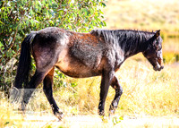 BrumbiesAnzacWeekend_0082