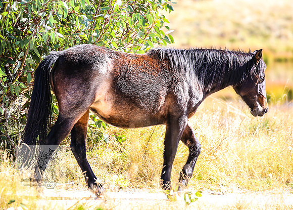 BrumbiesAnzacWeekend_0082