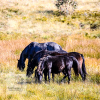 BrumbiesAnzacWeekend_0146