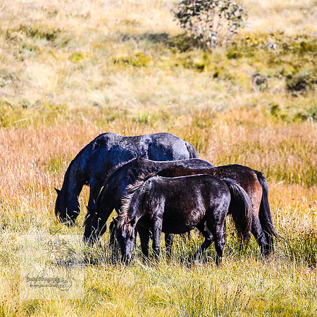 BrumbiesAnzacWeekend_0146