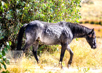 BrumbiesAnzacWeekend_0086