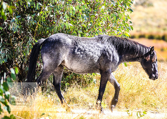 BrumbiesAnzacWeekend_0086