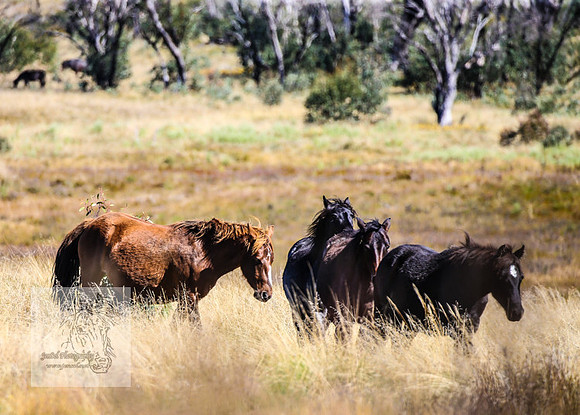BrumbiesAnzacWeekend_0068