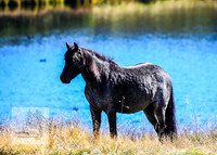 BrumbiesAnzacWeekend_0109