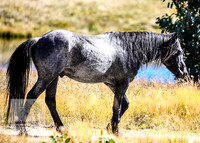 BrumbiesAnzacWeekend_0096