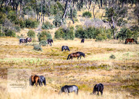BrumbiesAnzacWeekend_0039