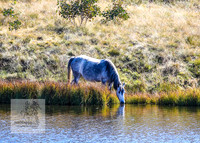 BrumbiesAnzacWeekend_0220