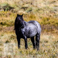 BrumbiesAnzacWeekend_0168