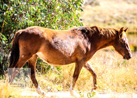 BrumbiesAnzacWeekend_0088