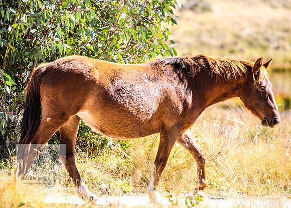 BrumbiesAnzacWeekend_0088