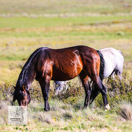 Brumbies15Dec23_1056