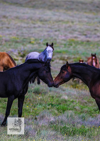 Brumbies14Dec23_0367