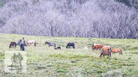 Brumbies7Dec23_0066