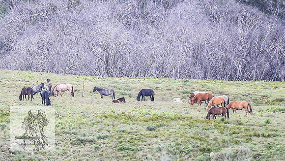 Brumbies7Dec23_0066