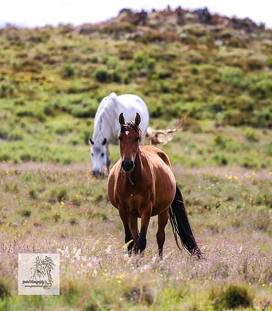 Brumbies22Dec23_2214