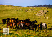 Brumbies12Dec2023_0185