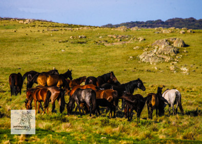 Brumbies12Dec2023_0185