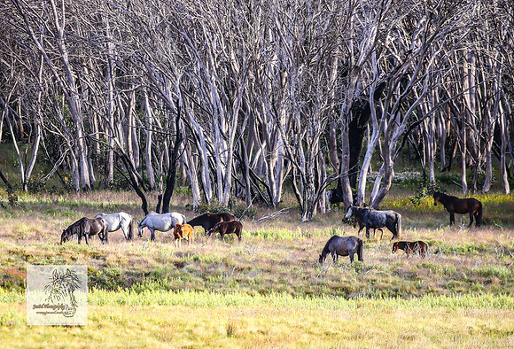 Brumbies23Dec23_2306