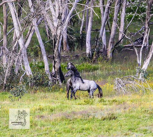 Brumbies23Dec23_2351