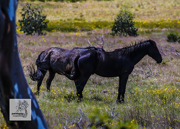 Brumbies13Dec23_0241