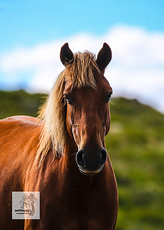 Brumbies15Dec23_0968