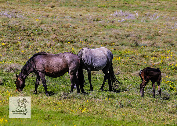Brumbies14Dec23_0267