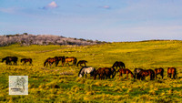 Brumbies12Dec2023_0211