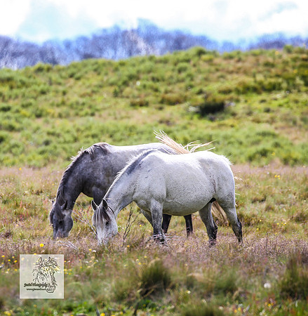 Brumbies22Dec23_2202