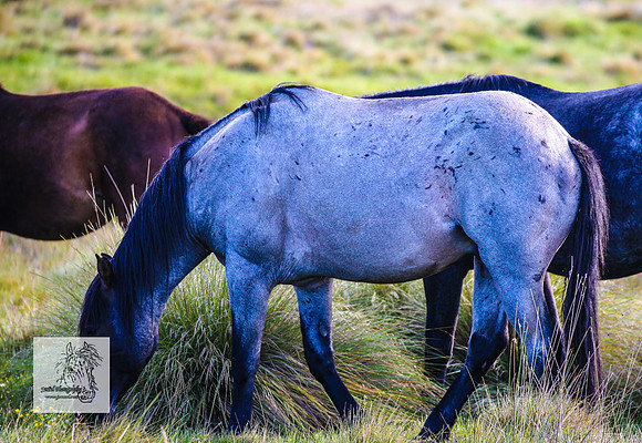 Brumbies18Dec23_1993
