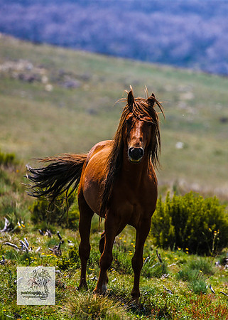 Brumbies13Dec23_0262