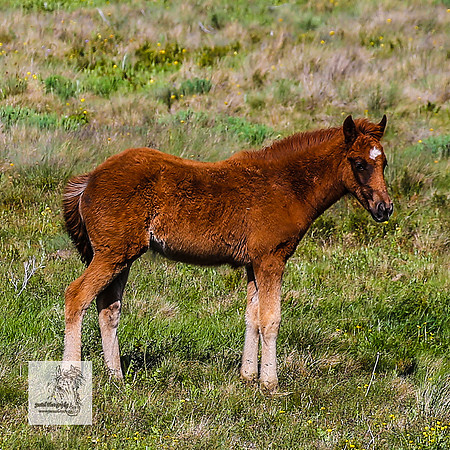 Brumbies14Dec23_0310