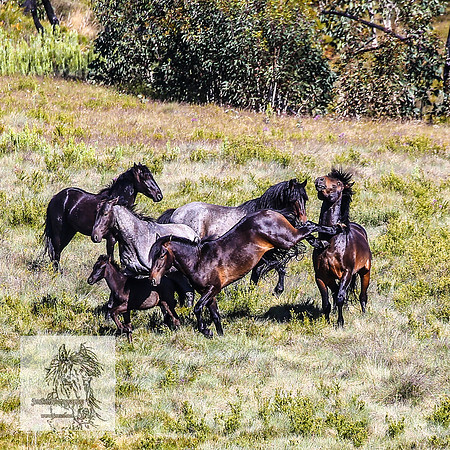 Brumbies16Dec23_0111