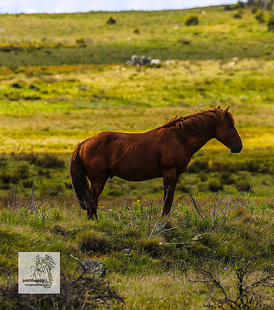 Brumbies15Dec23_0742