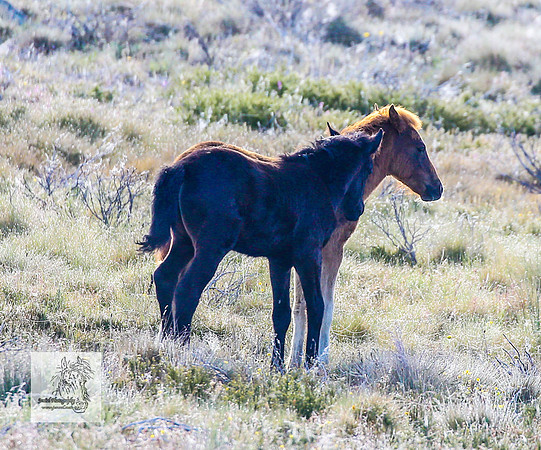 Brumbies18Dec23_1988