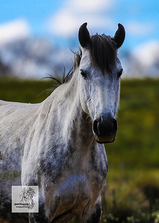 Brumbies15Dec23_0973