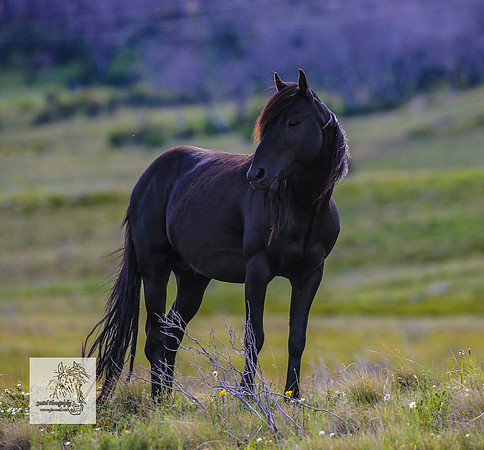 Brumbies15Dec23_0879