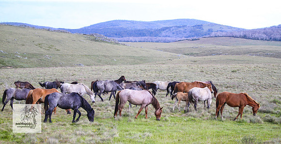Brumbies19Dec23_2116