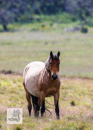 Brumbies22Dec23_2211
