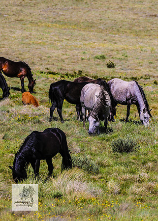 Brumbies14Dec23_0286