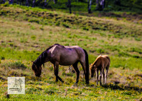 Brumbies12Dec2023_0046
