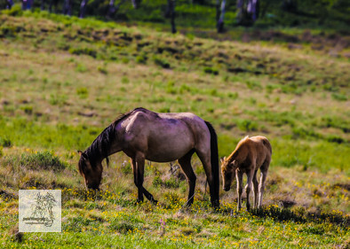 Brumbies12Dec2023_0046