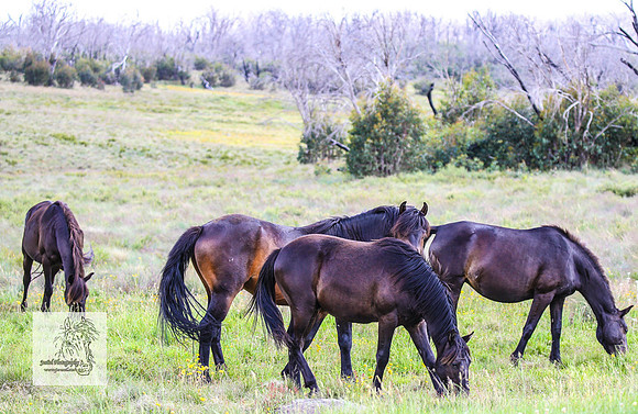 Brumbies19Dec23_2052